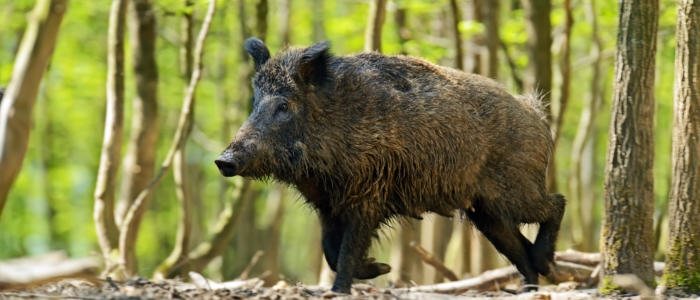 Atrayente de caza para jabalí